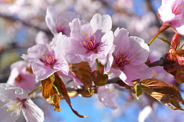 Cherry blossoms