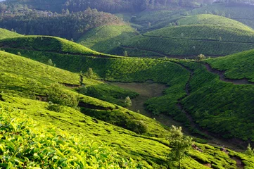 Rolgordijnen Tea plantations in India © Rafal Cichawa