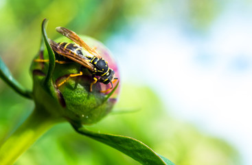 An wasp on a flower