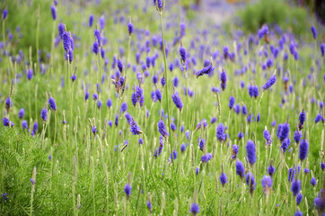 Lavender flowers in nature