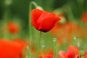 Poppy in flower 
