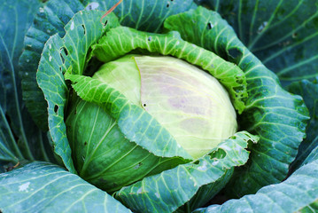 Obraz premium cabbage fresh background green organic farming background wallpaper nature leaf food healthy 