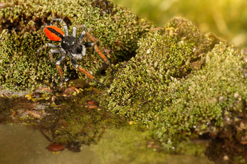 Closeup Jumping spider, known as Philaeus chrysops, running over water on moss green. Selective focus