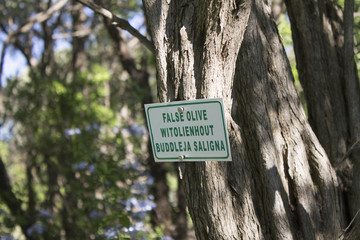 Olivenbaum am Wegesrand zum Nationalpark