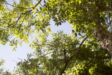 Im Schatten des Baumes in Südafrika