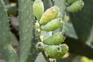 Kakteen im Botanischen Garten Südafrikas