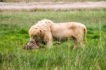 Löwe beim fressen im Nationalpark