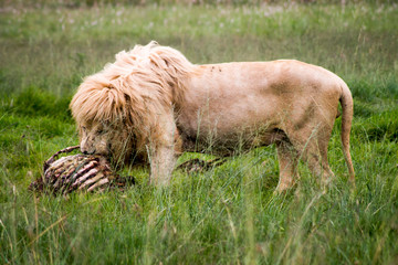 Löwe beim fressen im Nationalpark Südafrikas
