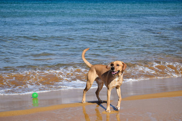 Dog on the beach with a ball