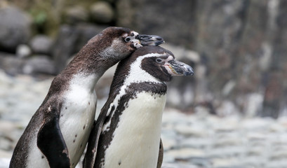 two funny penguins in love
