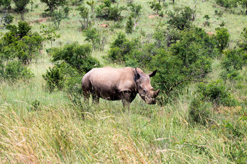 Nashorn in Südafrika