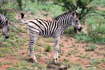 Fototapeta na wymiar Zebrababy in Südafrika