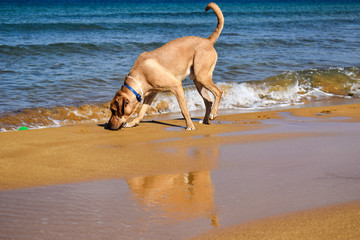 Dog sniffing on the beach
