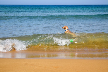 Dog swimming through a big wave