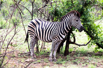 Fototapeta na wymiar Zebra im Nationalpark Südafrikas