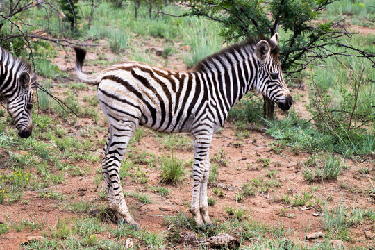 Zebrababy in S&uuml;dafrika