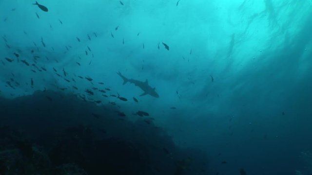 Shark diving Underwater Video Galapagos islands Pacific Ocean
