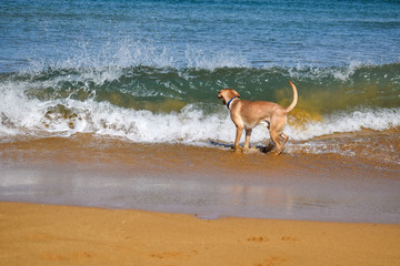 Labrador in front of a big wave on the sandy beach
