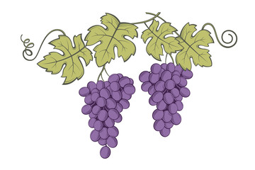 image of grapes with bunches and leaves
