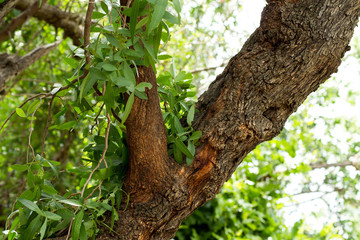 Ausflug zum Botanischen Garten in Südafrika