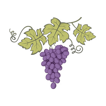 image of grapes with bunches and leaves
