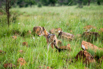 Kapfuchs in Südafrika