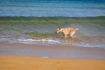 Labrador shaking water off in sea