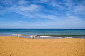 Fototapeta na wymiar Landscape with a dog on a sandy beach