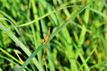 drops of dew on a grass