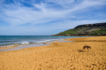 Fototapeta na wymiar Landscape with a running dog on Ramla bay - Gozo, Malta