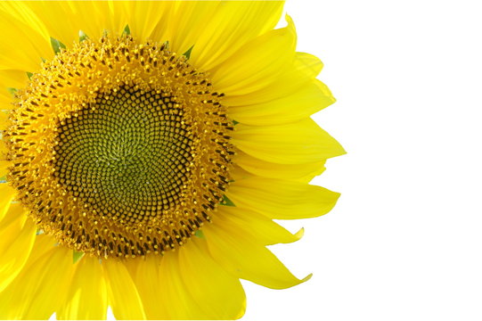 Closeup of sunflower isolated on white background
