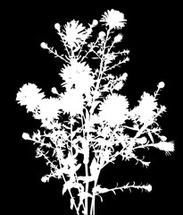 Naklejka premium bunch of garden white flower silhouettes on black