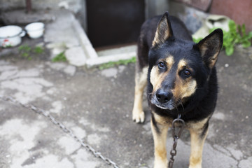 Shepherd sits on a leash and guards the house