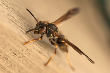 Wasp