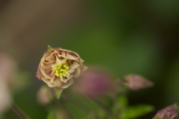 Columbine