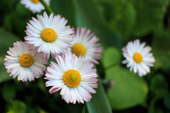 Маргаритки, Bellis, margarites