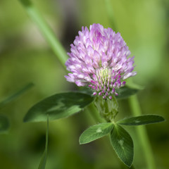 Red Clover blossom