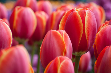 Panele Szklane Podświetlane  holenderskie tulipany