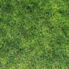 Green grass texture on top pattern