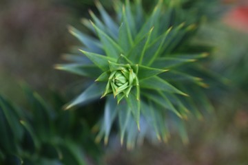 Araucaria - Zweig in Großaufnahme
