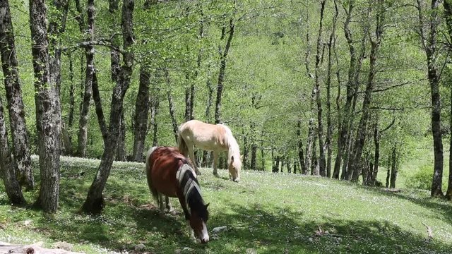 Freed horses; Cavalli selvaggi nel Parco Nazionale del Cilento e Vallo di Diano