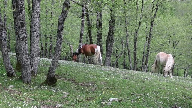 Freed horses; Cavalli selvaggi nel Parco Nazionale del Cilento e Vallo di Diano