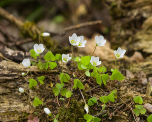 Common Wood Sorrel, Oxalis acetosella, flower macro with leaves defocused, selective focus, shallow DOF
