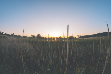 Summer warm sunset against the background of reeds at the pond.