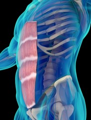 Medical muscle illustration of the rectus abdominis. 3d illustration