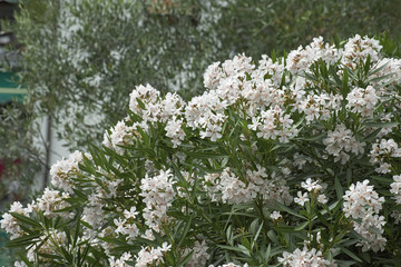 detailof white oleander