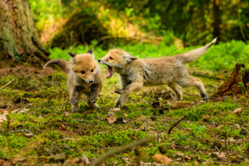 Fox playing in the woods (Vulpes vulpes) 