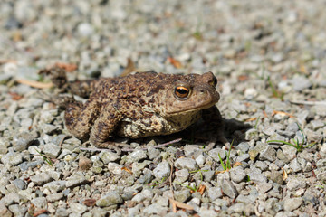 Toad Alone