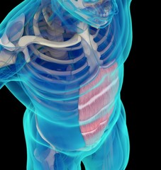 Medical muscle illustration of the rectus abdominis. 3d illustration