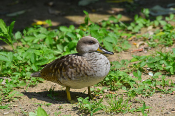 Anatra marmorizzata ferma sul prato che prende il sole
